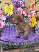 Tiny Tina , a female Chihuahua for sale in Deland, FL – Photo 3 of 3