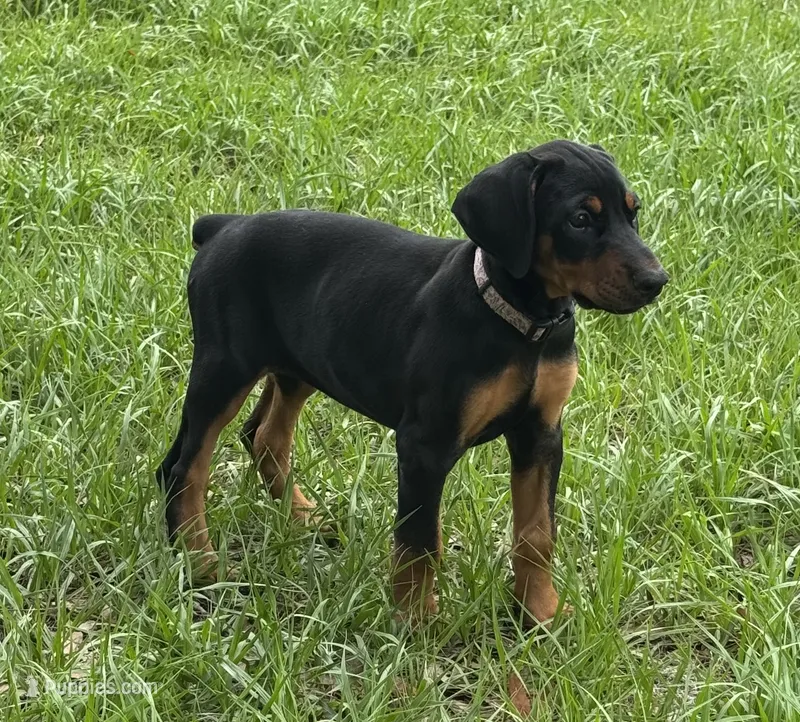 Black Beauty Euro  – Doberman Pinscher puppy for sale in Deland, FL