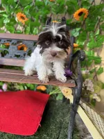 Petey , a male Yorkshire Terrier for sale in Deland, FL – 6 of 6