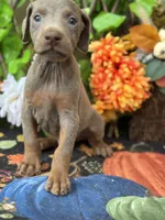 Blaze, a male Doberman Pinscher for sale in Deland, FL – 4 of 4