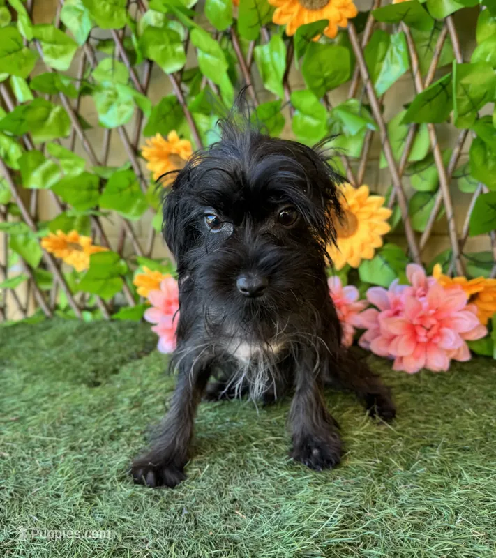 Ace – Yorkshire Terrier puppy for sale in Deland, FL