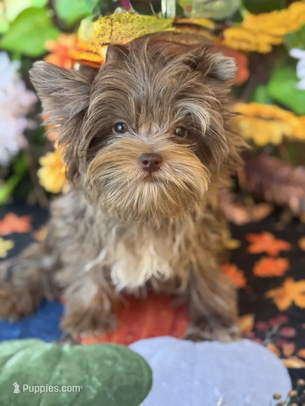 Cappi  – Yorkshire Terrier puppy for sale in Deland, FL