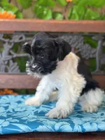 Pixie, a female Miniature Schnauzer for sale in Deland, FL – 5 of 8
