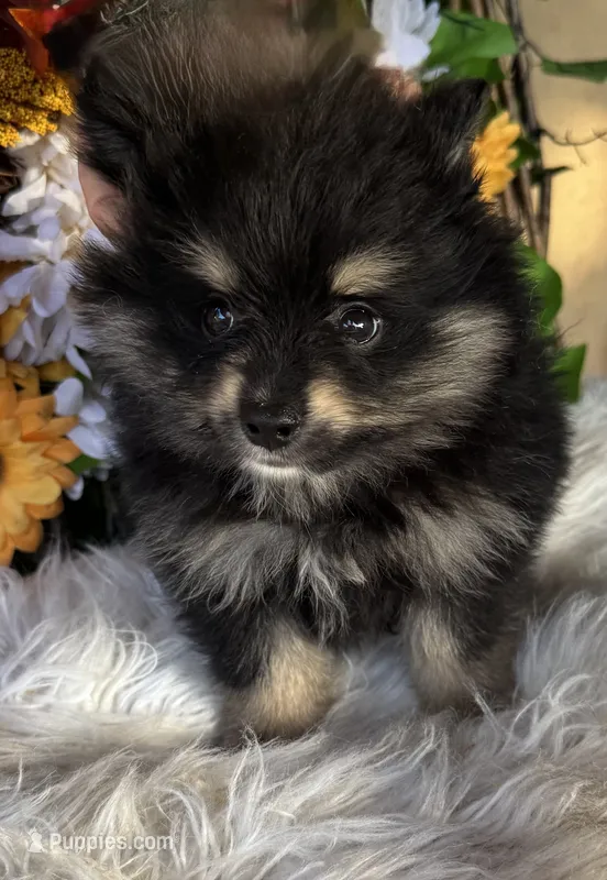 Twix – Pomeranian, Pomsky puppy for sale in Deland, FL