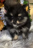 Twix, a male Pomeranian and Pomsky for sale in Deland, FL – 1 of 7