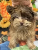 Tipsy, a female Yorkshire Terrier for sale in Deland, FL – 2 of 10
