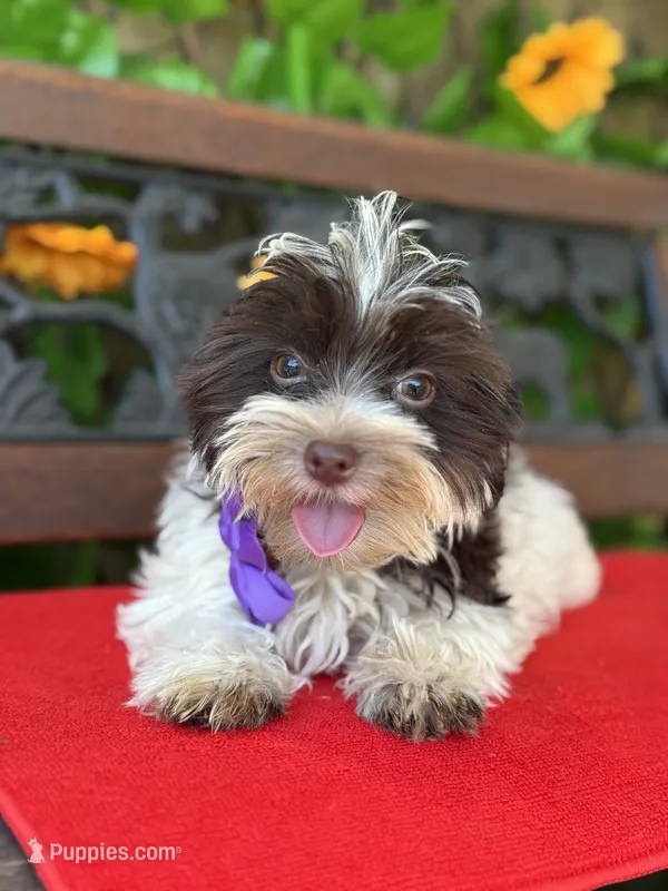 Petite Petey – Yorkshire Terrier puppy for sale in Deland, FL