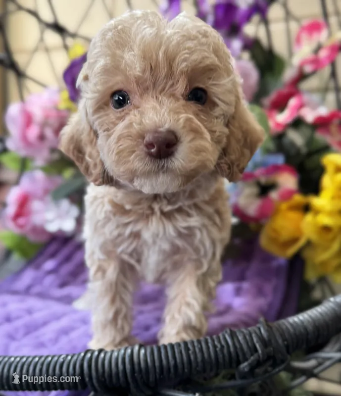 Peaches – Miniature Bernedoodle puppy for sale in Deland, FL