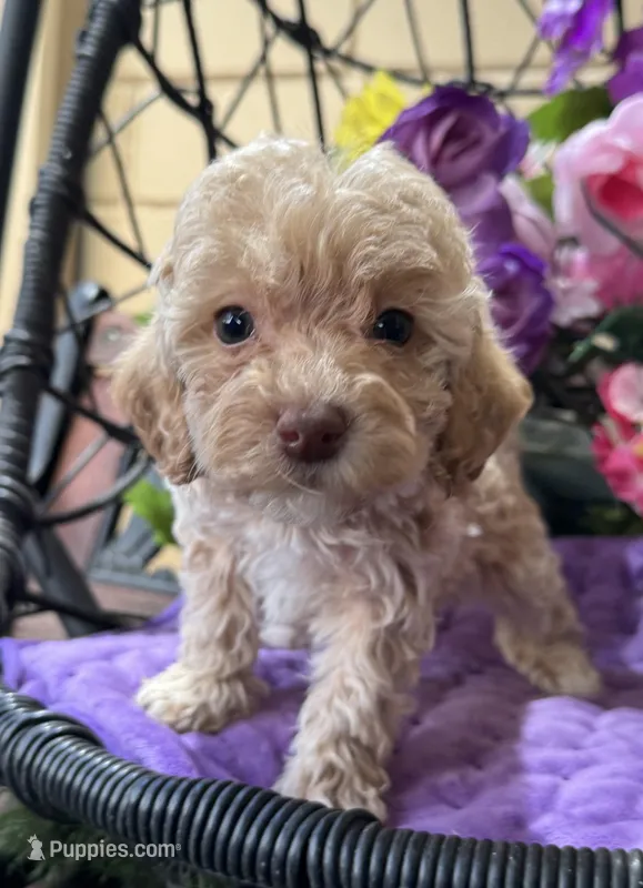 Peaches – Miniature Bernedoodle puppy for sale in Deland, FL