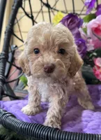 Peaches, a female Miniature Bernedoodle for sale in Deland, FL – 1 of 9
