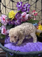 Peaches, a female Miniature Bernedoodle for sale in Deland, FL – 7 of 9