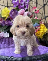 Peaches, a female Miniature Bernedoodle for sale in Deland, FL – 5 of 9