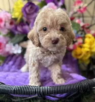 Peaches, a female Miniature Bernedoodle for sale in Deland, FL – 3 of 9