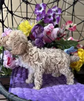 Peaches, a female Miniature Bernedoodle for sale in Deland, FL – 6 of 9