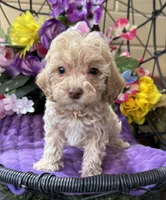 Peaches, a female Miniature Bernedoodle for sale in Deland, FL – 4 of 9
