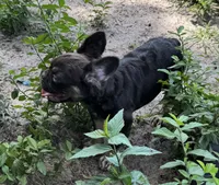 Count Chocolate , a male French Bulldog for sale in Deland, FL – 2 of 2
