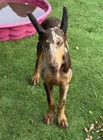 Doja, a female Doberman Pinscher for sale in Deland, FL – 3 of 10