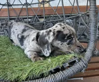 Remi, a female Miniature Dachshund for sale in Deland, FL – Photo 7 of 8