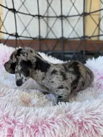 Remi, a female Miniature Dachshund for sale in Deland, FL – Photo 3 of 8