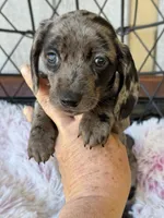 Remi, a female Miniature Dachshund for sale in Deland, FL – Photo 4 of 8
