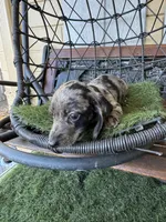 Remi, a female Miniature Dachshund for sale in Deland, FL – Photo 8 of 8