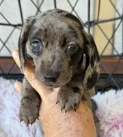 Remi, a female Miniature Dachshund for sale in Deland, FL – Photo 2 of 8