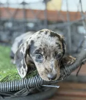 Remi, a female Miniature Dachshund for sale in Deland, FL – Photo 6 of 8