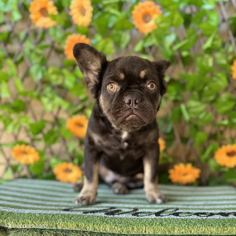 Count Chocolate  – French Bulldog puppy for sale in Deland, FL
