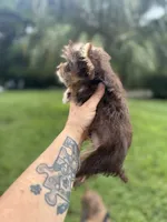 Tiny Tina Turner, a female Yorkshire Terrier for sale in Deland, FL – 6 of 7