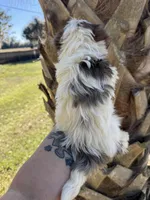 Pebbles , a female Yorkshire Terrier for sale in Deland, FL – Photo 7 of 7