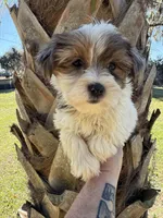 Pebbles , a female Yorkshire Terrier for sale in Deland, FL – Photo 5 of 7