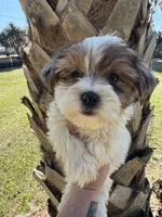 Pebbles , a female Yorkshire Terrier for sale in Deland, FL – Photo 4 of 7