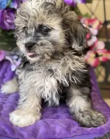 Silvie, a female Shihpoo and Poodle - Toy  for sale in Deland, FL – Photo 4 of 6