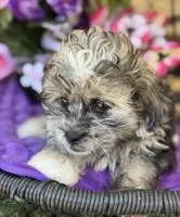 Silvie, a female Shihpoo and Poodle - Toy  for sale in Deland, FL – Photo 5 of 6