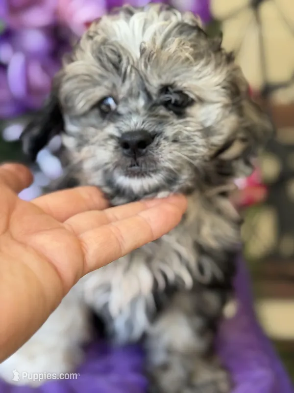 Silvie – Shihpoo puppy for sale in Deland, FL