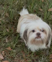 Silvie, a female Shihpoo and Poodle - Toy  for sale in Deland, FL – Photo 2 of 6