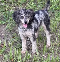 Silvie, a female Shihpoo for sale in Deland, FL – Photo 6 of 6
