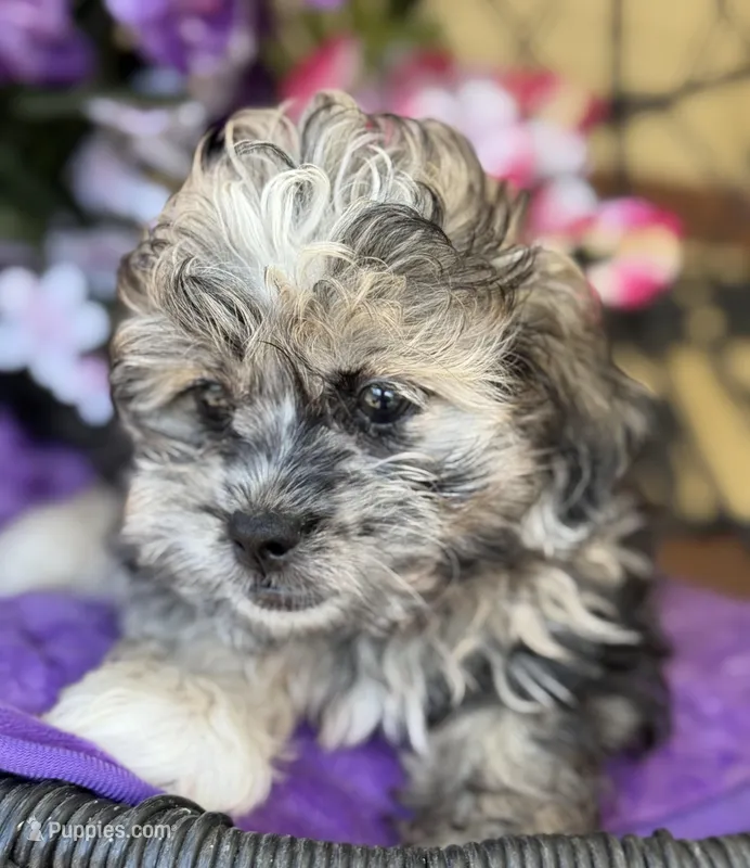Silvie – Shihpoo, Poodle - Toy  puppy for sale in Deland, FL