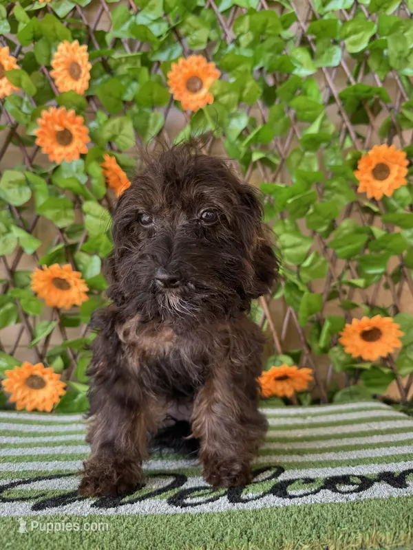 Mystque  Toy Size  – Poodle - Toy , Miniature Bernedoodle puppy for sale in Deland, FL
