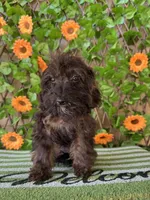 Tiny Mystque  Toy Size , a female Poodle - Toy  and Miniature Bernedoodle for sale in Deland, FL – 1 of 10