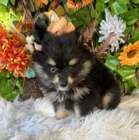 Neko, a male Pomsky for sale in Deland, FL – 1 of 6