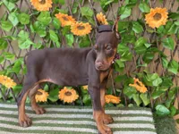 Bambi, a female Doberman Pinscher for sale in Deland, FL – 3 of 5