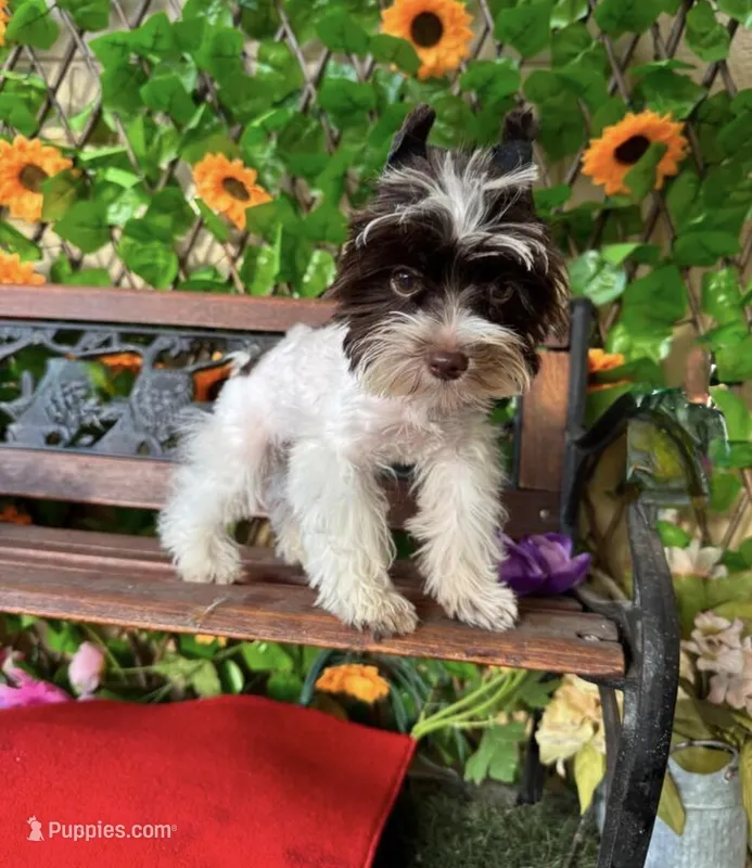 Bitters Baby Boy Tea cup – Yorkshire Terrier puppy for sale in Deland, FL
