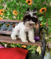 Bitters Baby Boy Tea cup, a male Yorkshire Terrier for sale in Deland, FL – 1 of 1