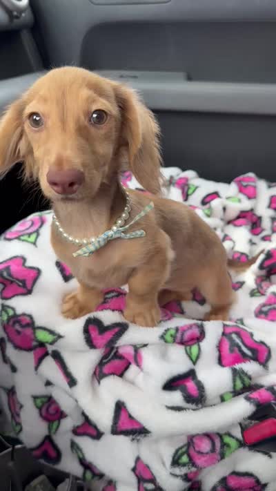 Sweet Tooth, a female Miniature Dachshund for sale in Deland, FL – 6 of 6