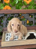 Silvie, a female Miniature Dachshund for sale in Deland, FL – 4 of 7