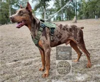 Doja, a female Doberman Pinscher for sale in Deland, FL – 6 of 10