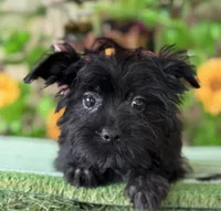 KB Black baby boy , a male Yorkshire Terrier for sale in Deland, FL – 2 of 5