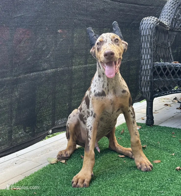 Diesel  – Doberman Pinscher puppy for sale in Deland, FL