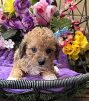 Cupcake, a female Poodle - Toy  and Miniature Bernedoodle for sale in Deland, FL – 6 of 9